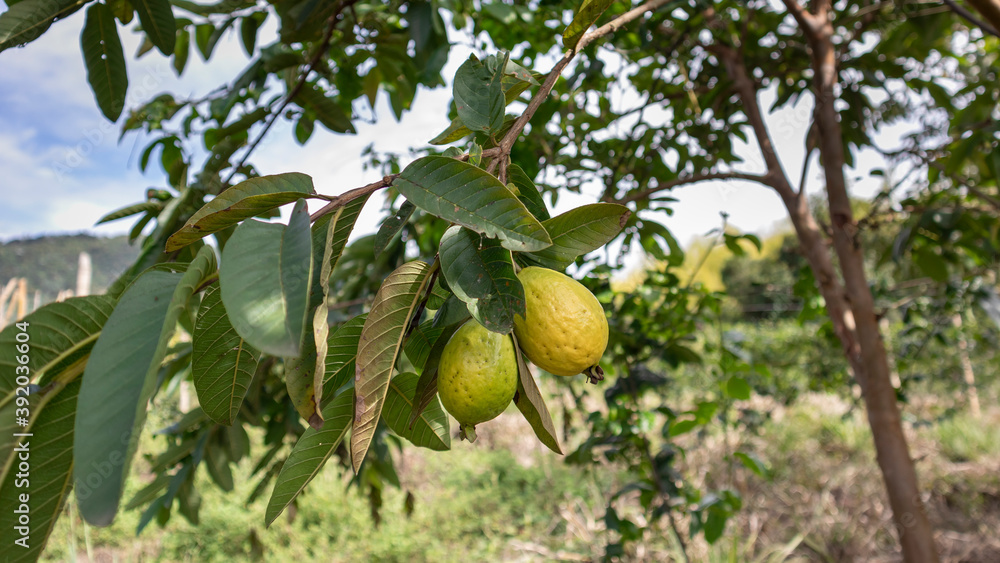 Common guava tree, with ripe guavas ready to be harvested in Tuluá Valle del Cauca Colombia