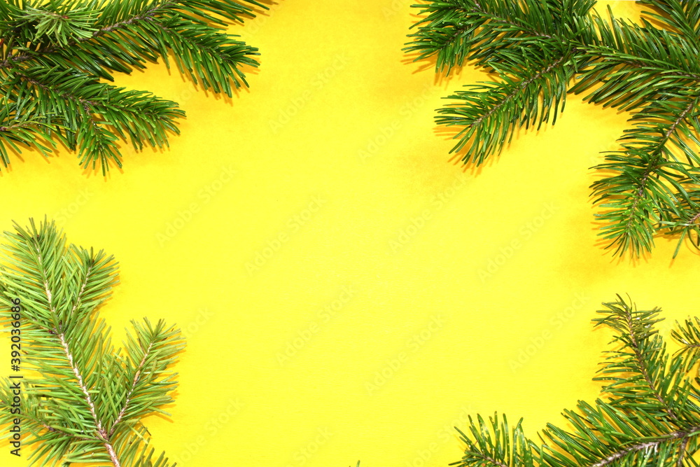 Green branches of a Christmas tree on a yellow background