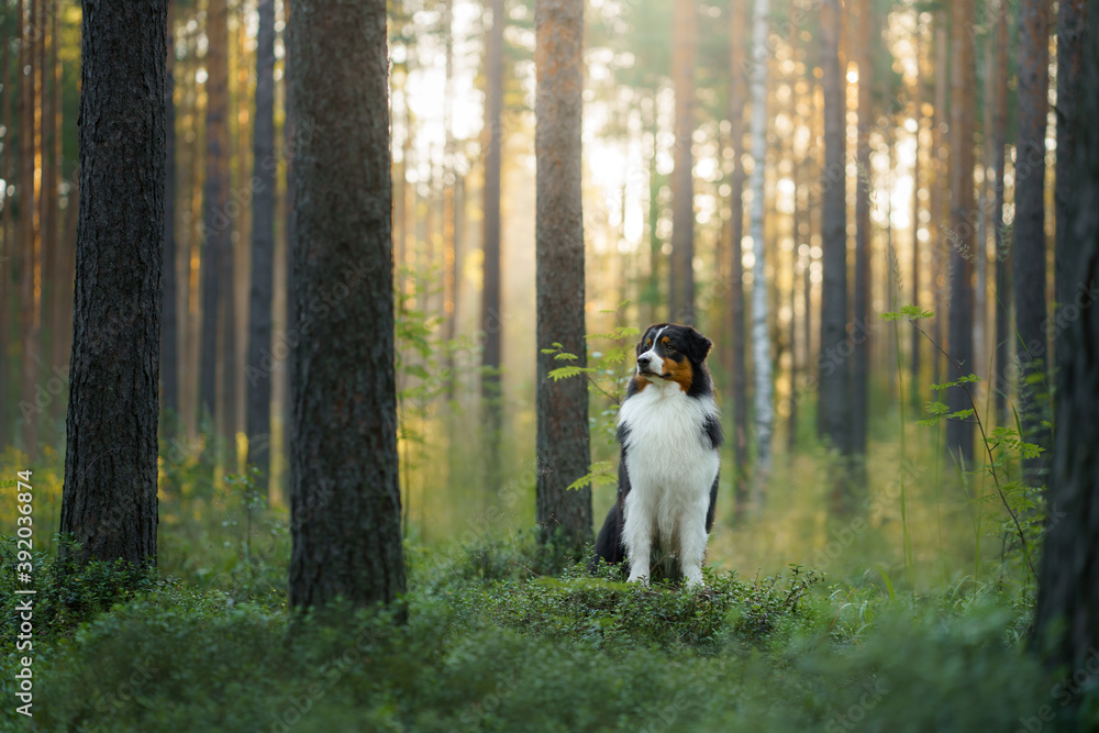 dog in a pine forest. Australian Shepherd in nature. sunny Landscape with a pet. dog in a pine forest. Australian Shepherd in nature. sunny Landscape with a pet.