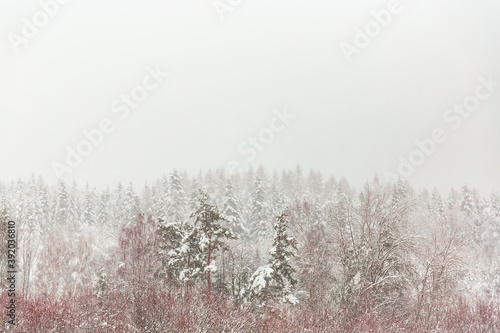 Winter fog over the forest 