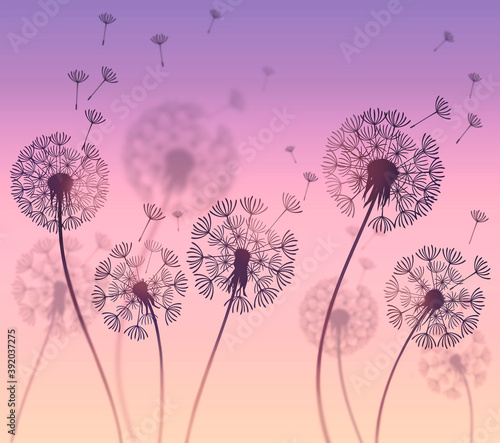 silhouette of a dandelion on a background of purple and peach gdadientu