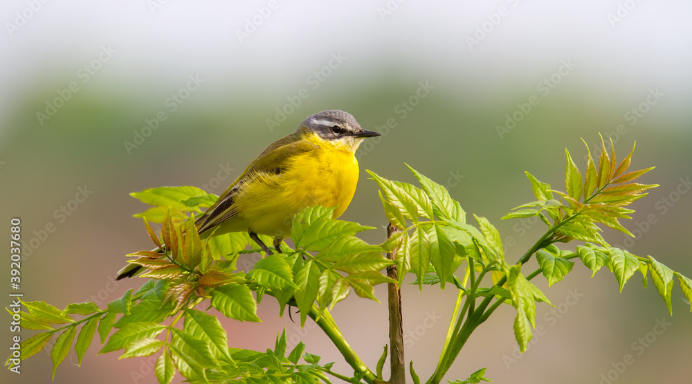 Western yellow wagtail, Motacilla flava. The bird sits on top of a young tree. Western yellow wagtail, Motacilla flava. The bird sits on top of a young tree.