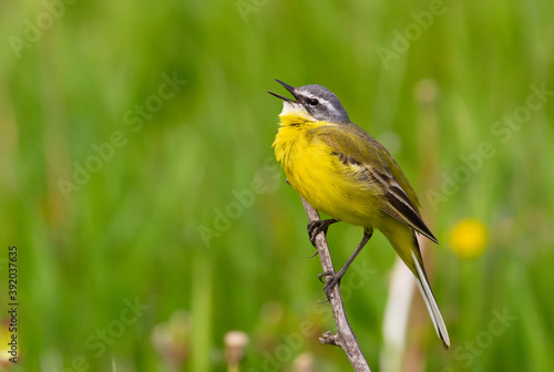 Western yellow wagtail, Motacilla flava. The bird sits on the stem of a dry plant and sings.