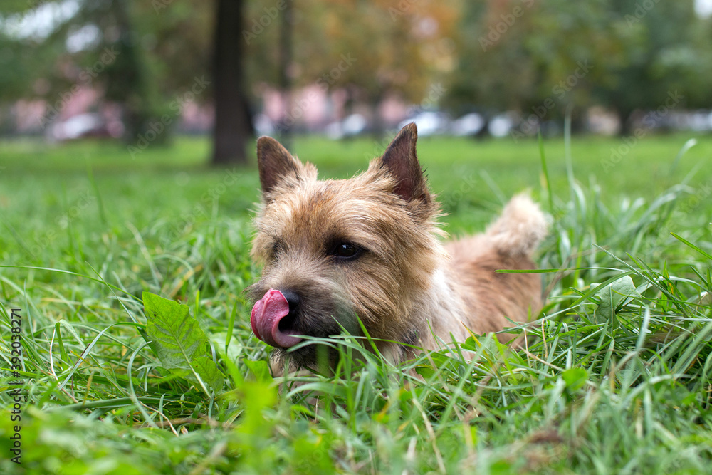 dog licks its nose dog licks its nose