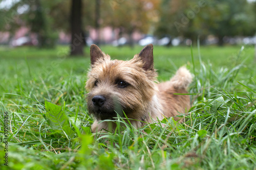 dog in the grass