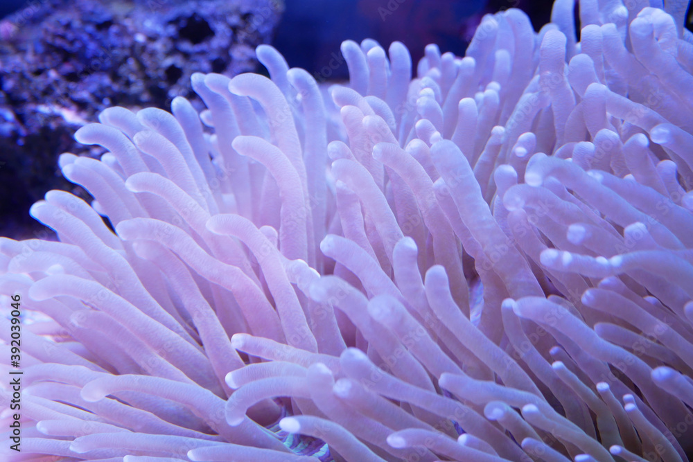 Various species of coral that are at risk of extinction are bred in aquariums. This coral will be defended until maturity before being placed in its original habitat in the ocean. Various species of coral that are at risk of extinction are bred in aquariums. This coral will be defended until maturity before being placed in its original habitat in the ocean.