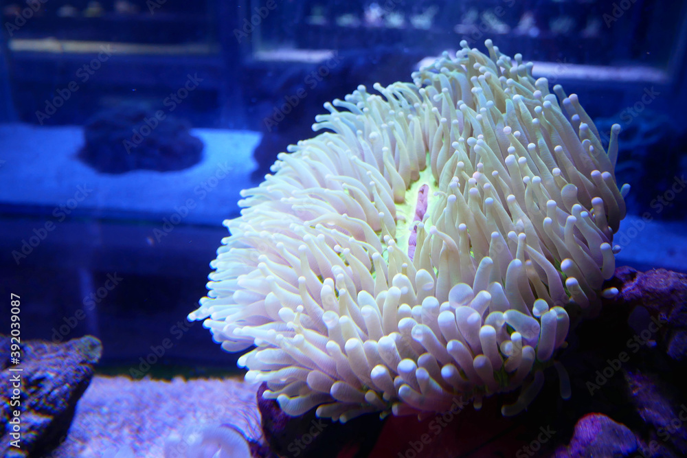 Various species of coral that are at risk of extinction are bred in aquariums. This coral will be defended until maturity before being placed in its original habitat in the ocean. Various species of coral that are at risk of extinction are bred in aquariums. This coral will be defended until maturity before being placed in its original habitat in the ocean.