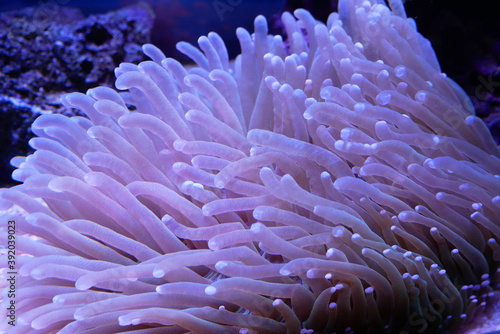 Various species of coral that are at risk of extinction are bred in aquariums. This coral will be defended until maturity before being placed in its original habitat in the ocean.