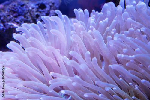 Fototapeta Naklejka Na Ścianę i Meble -  Various species of coral that are at risk of extinction are bred in aquariums. This coral will be defended until maturity before being placed in its original habitat in the ocean.