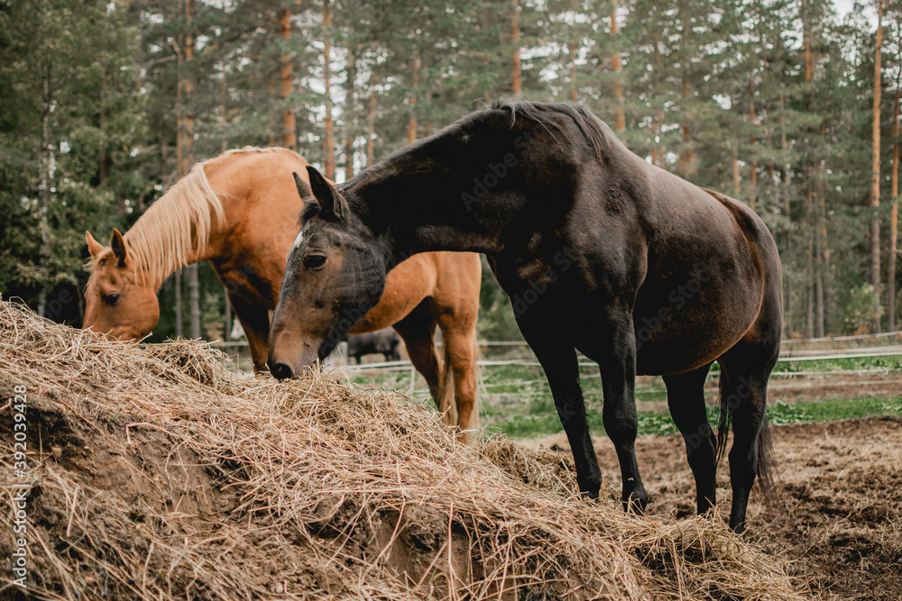 Fototapeta premium horse in the meadow