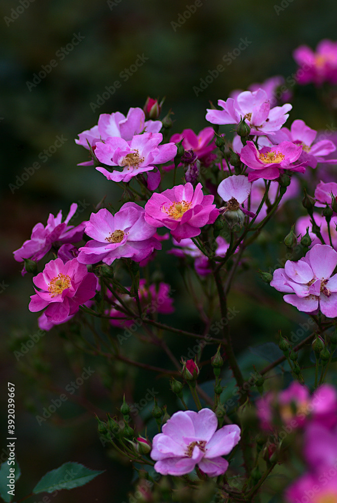 pink roses in the garden pink roses in the garden