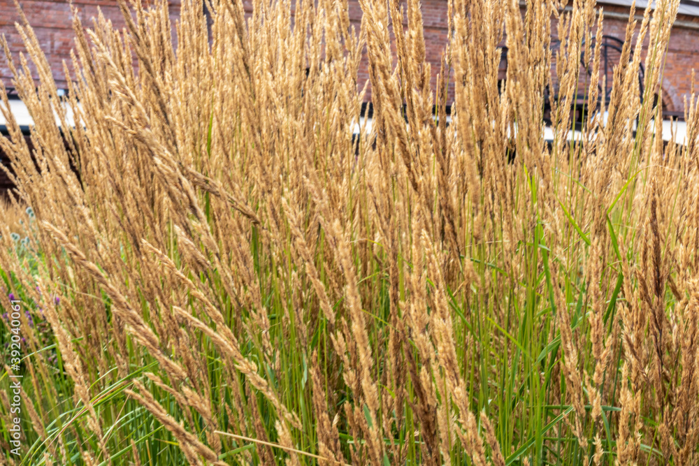 beautiful natural gold and green plant grass in the Park, garden summer on a nice day beautiful natural gold and green plant grass in the Park, garden summer on a nice day