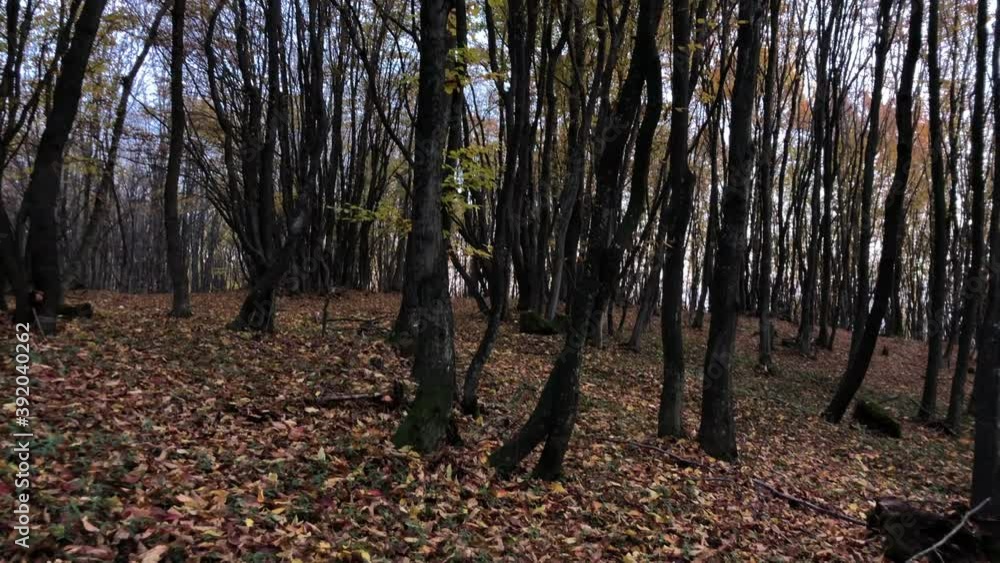 Autumn forest in Romania 6 (60fps) Autumn forest in Romania 6 (60fps)