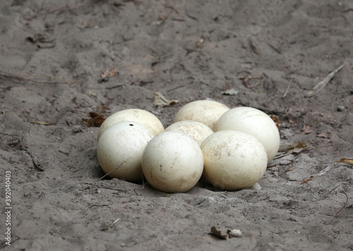 White Pelican Eggs on Sand