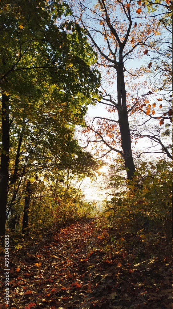 Fototapeta premium autumn in the forest