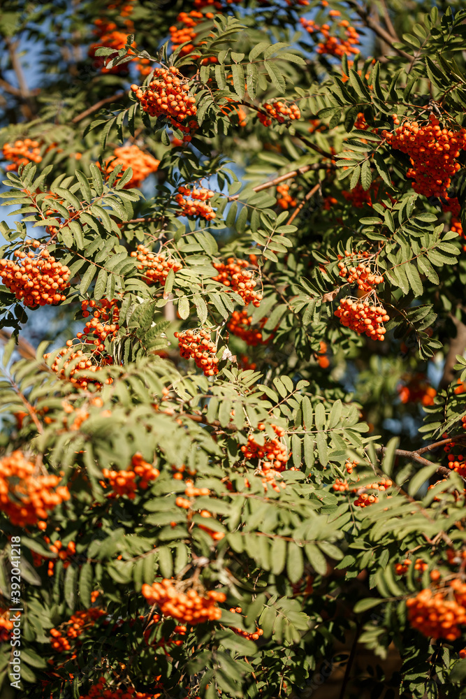Ornamental tree with orange rowan berries in the garden in the sun Ornamental tree with orange rowan berries in the garden in the sun