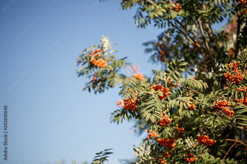 Ornamental tree with orange rowan berries in the garden in the sun