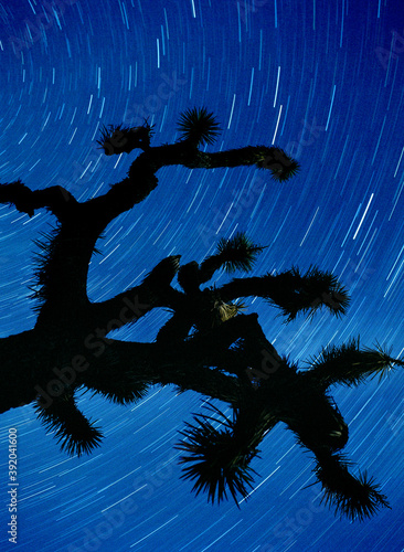 Star Trails above Joshua Tree photo