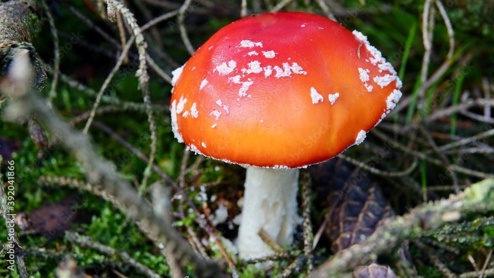Fliegenpilz im herbstlichen Wald Fliegenpilz im herbstlichen Wald