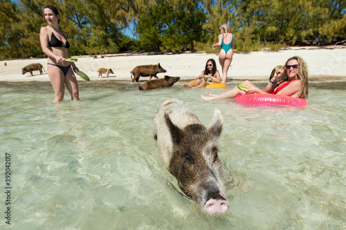 Female friends with pigs at beach on sunny day