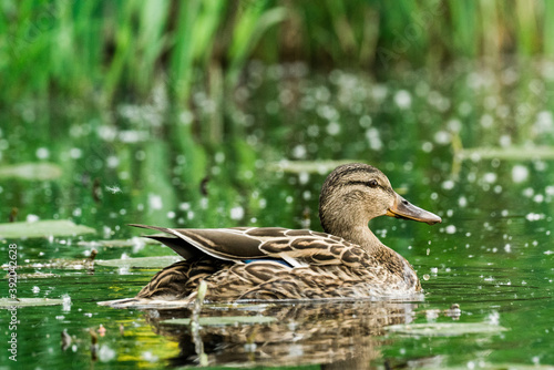 Side view of a female mallard duck swimming across Lake Washington