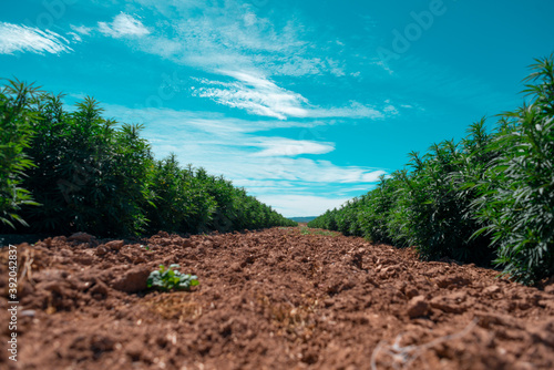 Middle of a hemp field photo