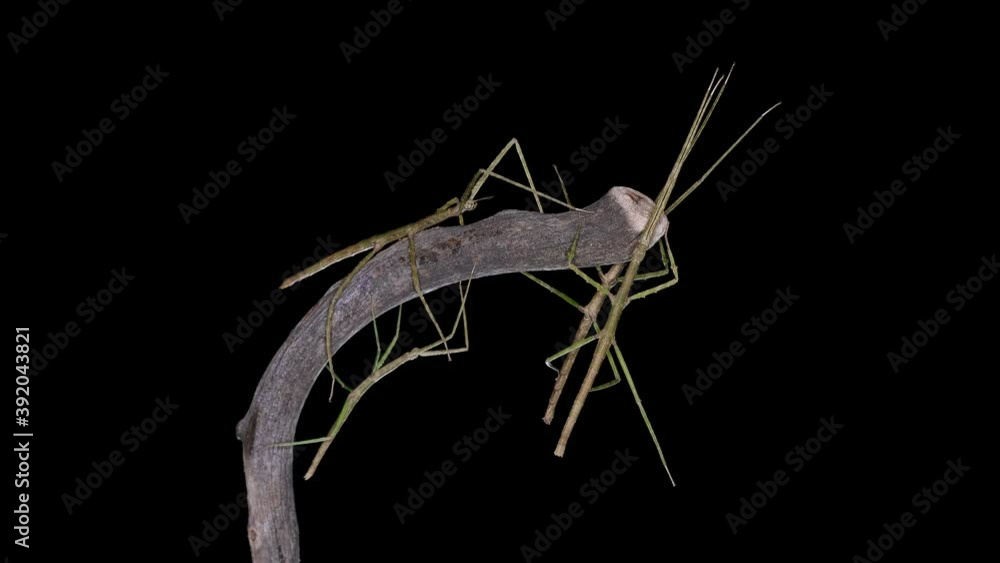 custom made wallpaper toronto digitalstick insect Medauroida extradentata, family Phasmatidae. Disguises itself as a twig, which allows it to hide from predators. It feeds on plants.