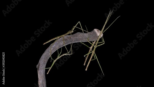 Wallpaper Mural stick insect Medauroida extradentata, family Phasmatidae. Disguises itself as a twig, which allows it to hide from predators. It feeds on plants. Torontodigital.ca