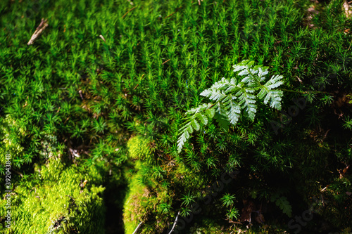 Fototapeta Naklejka Na Ścianę i Meble -  Autumn mountain landscape Wielka Racza