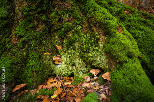Fototapeta Naklejka Na Ścianę i Meble -  Autumn mountain landscape Wielka Racza
