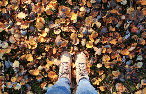 Female legs in sneakers and jeans standing on ground with autumn leaves in park  top view.Lifestyle  fashion trendy style