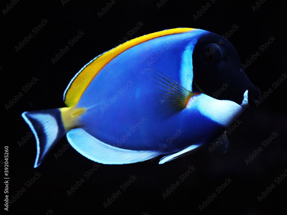 Naklejka premium Doris