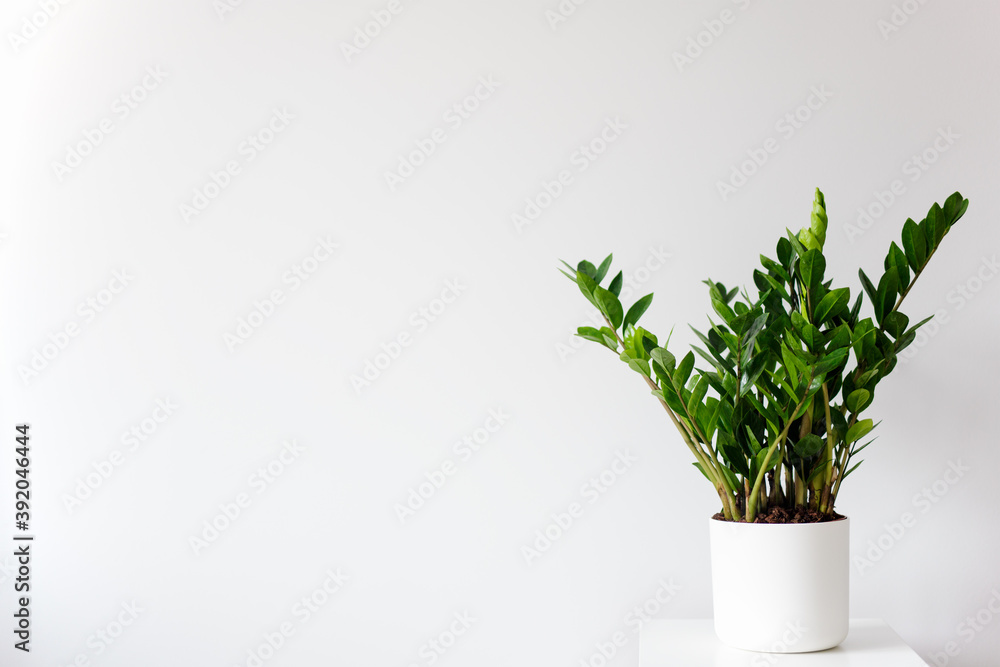 houseplant in pot over white background with copy space