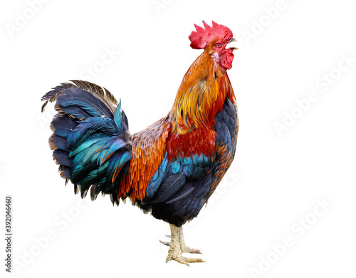 Colorful Rooster isolated on white background Fototapeta