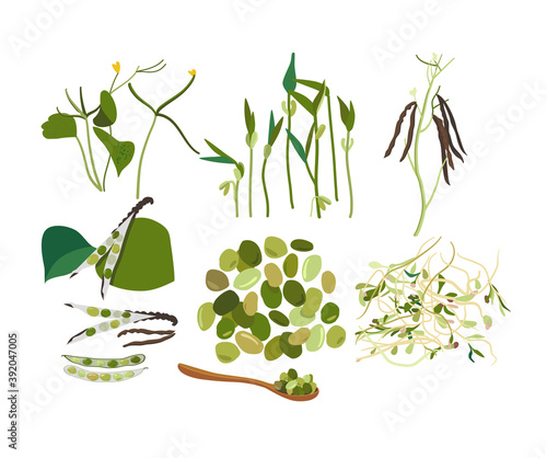 Collection of different stages of growth fresh Mung Bean and sprouts with leaves.Flowers,pods,seeds.Spoon with green gram.Vegan organic products.Hand drawn doodle vector poster for cafe menu