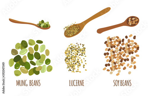 Legumes doodle set.Mung beans, soy and alfalfa seeds.Lucerne and green gram hand drawn illustration.Wooden spoons with different grains.Vegan organic products.Poster for cafe menu.Vector