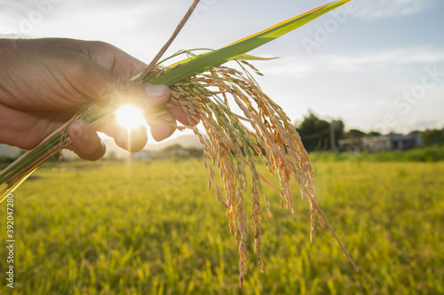 beautiful sunset in a rice field ,hand holding rice ears or plant close up in a rice field with sun flare and blurred background