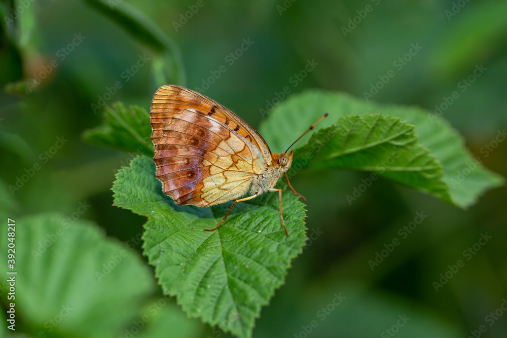 Butterfly, Nymphalidae Brenthis daphne perched on a flower branch. Butterfly, Nymphalidae Brenthis daphne perched on a flower branch.