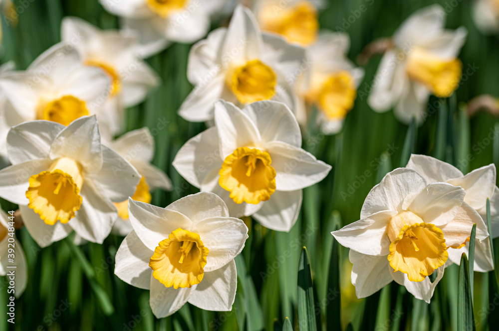 Spring time yellow and white daffodils in bloom Spring time yellow and white daffodils in bloom