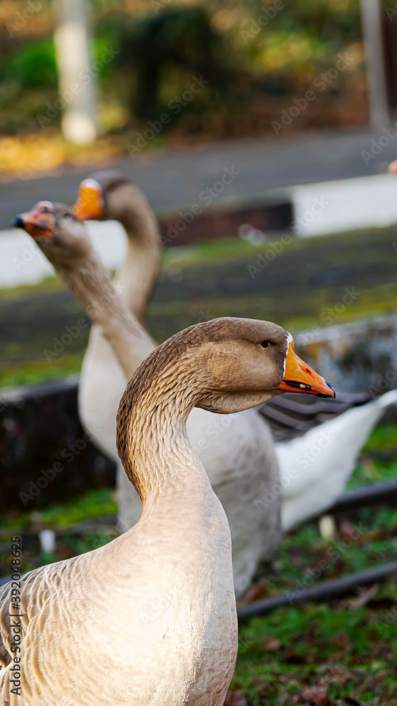 Gans- Graugans