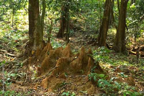 Termites in the forest. State Of Goa. India