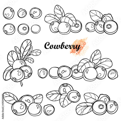 Set with outline lingonberry or cowberry bunch, ripe berry and leaves in black isolated on white background. 