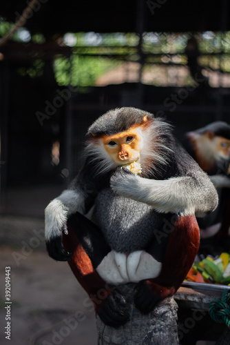 The Red-shanked douc is a species of Old World monkey.
