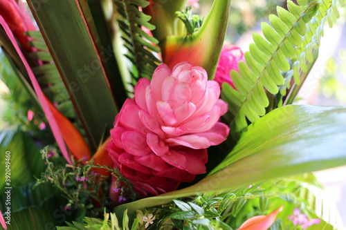 Plantes exotiques