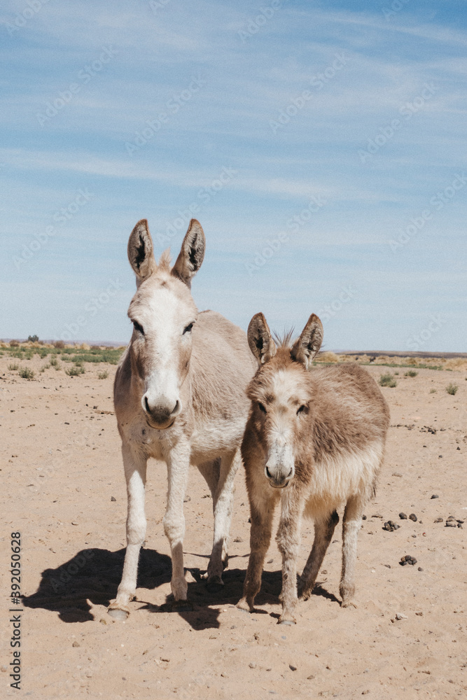 two white donkeys in the sahara desert posing for a portrait two white donkeys in the sahara desert posing for a portrait