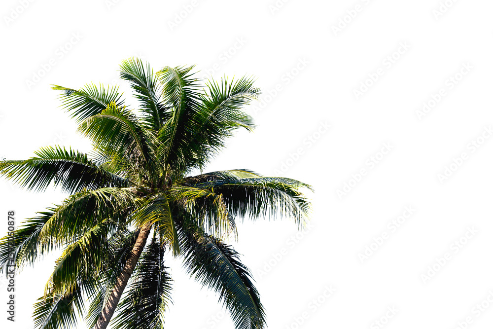 Green palm tree with fluffy leaf isolated on white background. Tropical coco palm photo clipart. Travel or hotel banner template. Green coco palm overlay. Exotic island vacation clip art