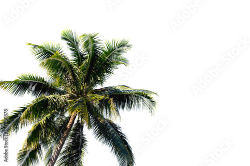 Green palm tree with fluffy leaf isolated on white background. Tropical coco palm photo clipart. Travel or hotel banner template. Green coco palm overlay. Exotic island vacation clip art