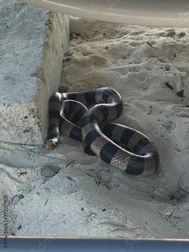 serpent tropical