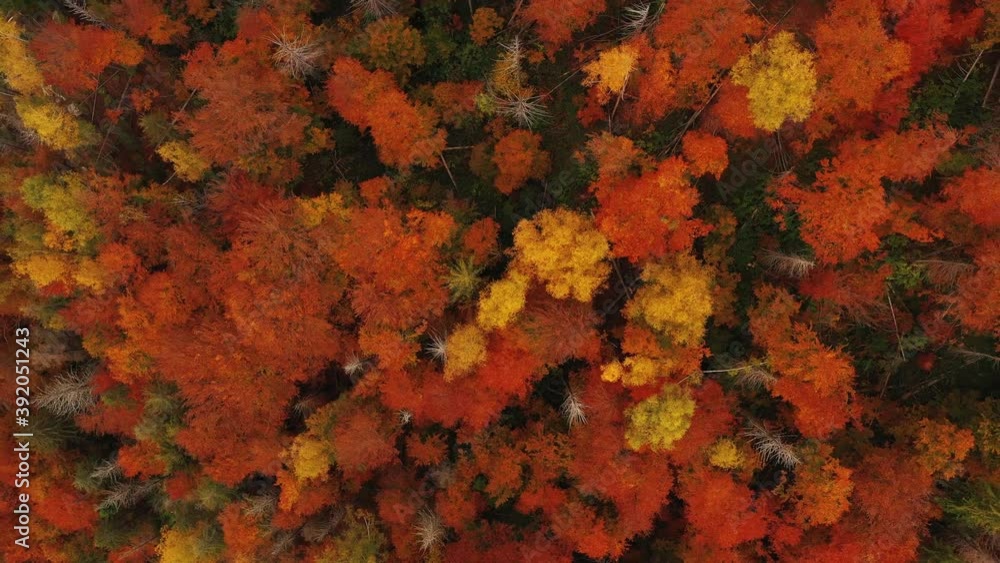 Incredible Aerial shot of forest in fall season. Vibrant natural background of colorful forest. The autumn colors. Nature Landscape background Incredible Aerial shot of forest in fall season. Vibrant natural background of colorful forest. The autumn colors. Nature Landscape background