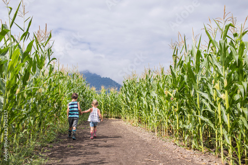 Rear view of young boy and girl holding hands exploring corn maze. photo